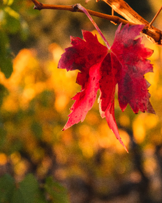 Arboras