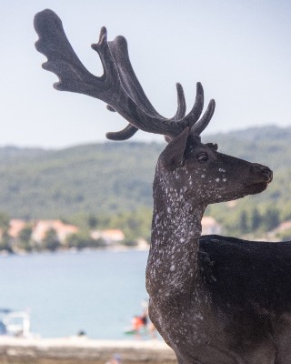 Badija