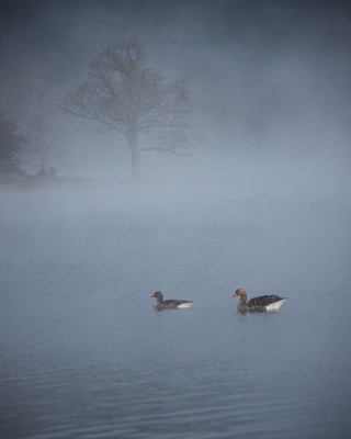 Bassenthwaite
