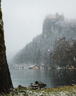 Bled