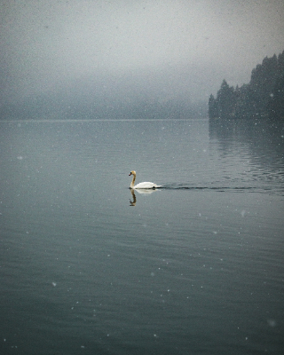Bled