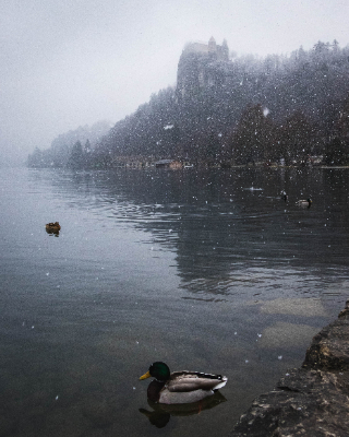 Bled