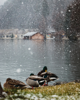 Bled
