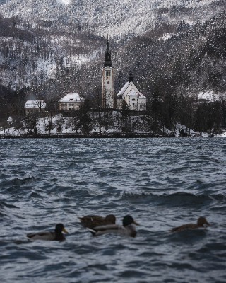 Bled