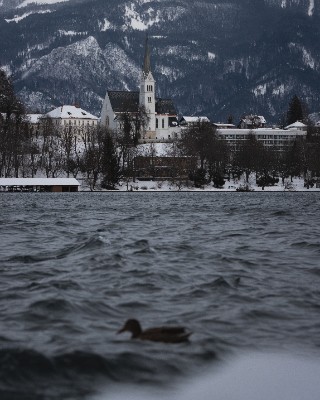 Bled