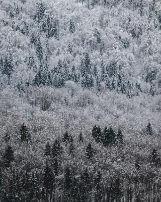 Bohinj