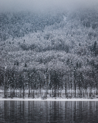 Bohinj