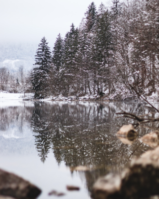 Bohinj
