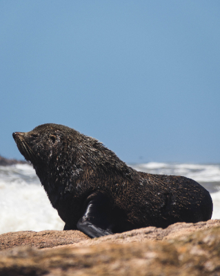 Cabo Polonio