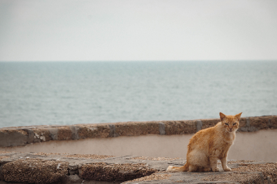 Cadiz