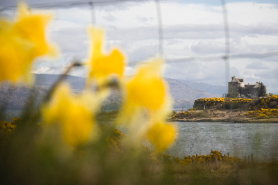 Duart castle