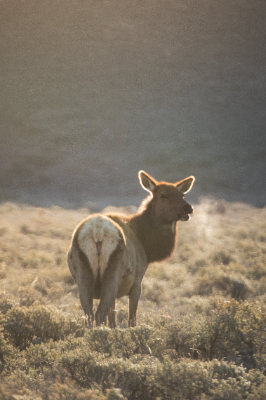 Elk Refuge