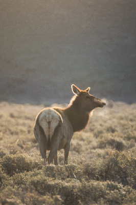 Elk Refuge
