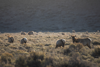 Elk Refuge