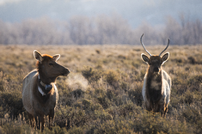 Elk Refuge