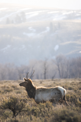 Elk Refuge