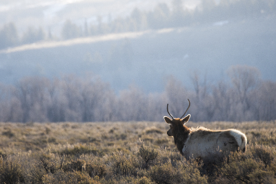 Elk Refuge