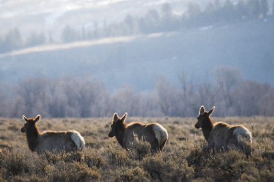 Elk Refuge