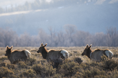 Elk Refuge