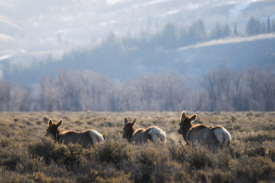 Elk Refuge