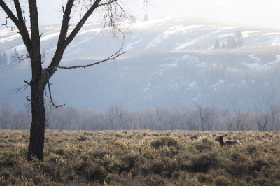 Elk Refuge