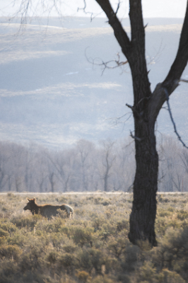 Elk Refuge