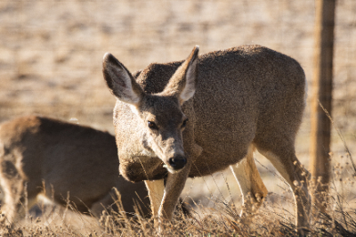 Elk Refuge