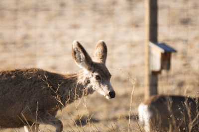 Elk Refuge
