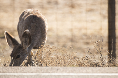 Elk Refuge