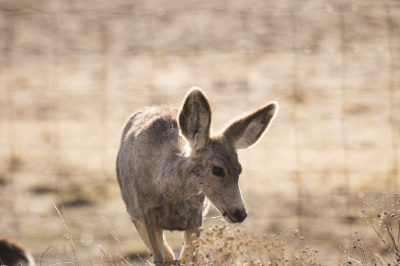 Elk Refuge
