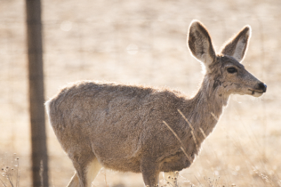 Elk Refuge