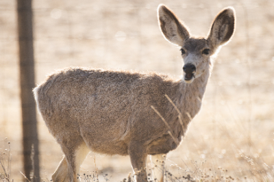 Elk Refuge
