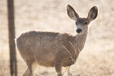 Elk Refuge