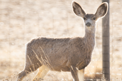 Elk Refuge