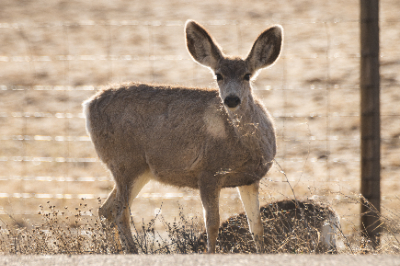 Elk Refuge