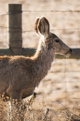 Elk Refuge
