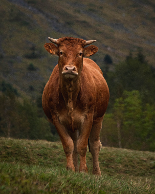 Gèdre