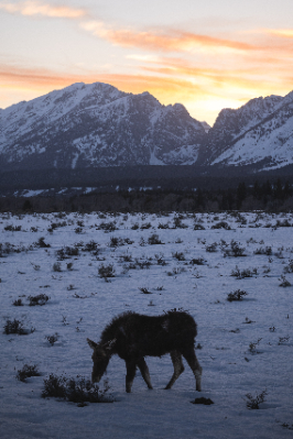 Grand Teton National Park