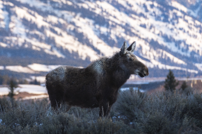 Grand Teton National Park