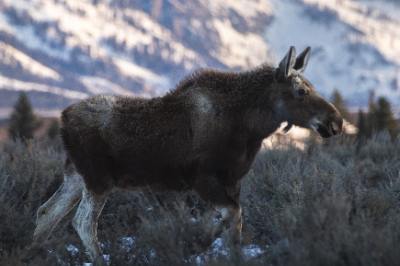 Grand Teton National Park
