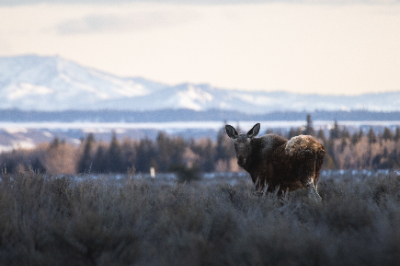 Grand Teton National Park