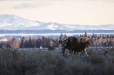 Grand Teton National Park