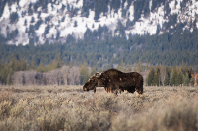 Grand Teton National Park