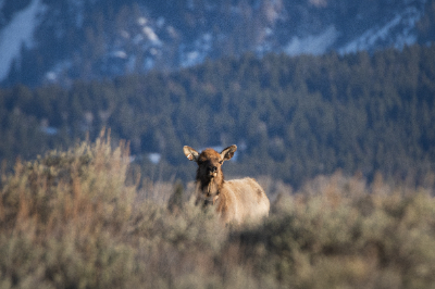 Grand Teton National Park