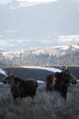 Grand Teton National Park