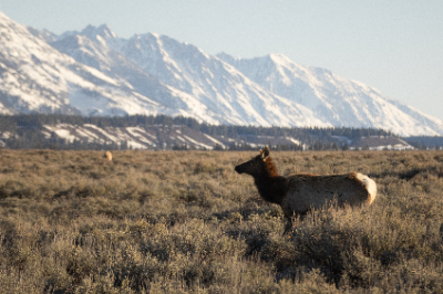 Grand Teton National Park