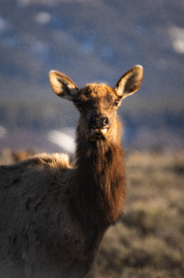 Grand Teton National Park