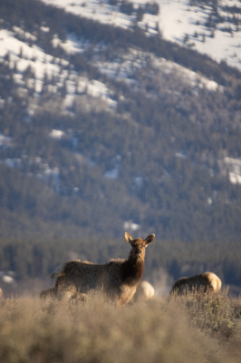 Grand Teton National Park