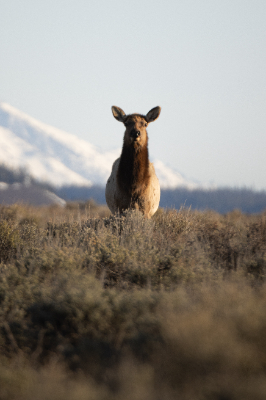 Grand Teton National Park
