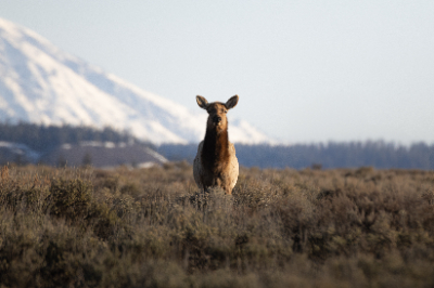 Grand Teton National Park
